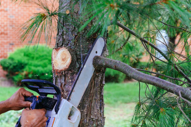 Reliable Fort Atkinson, WI Tree Removal and Landscaping Services Solutions